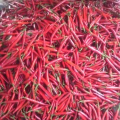 湘辣7号 早熟天宇 天问2号辣椒