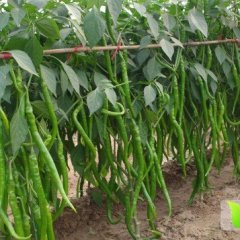 中牟线椒，大量上市