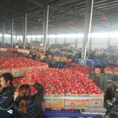 山东郯城刘希胡硬粉西红柿何去何从