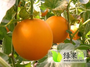 莘县甜瓜火爆招商中,山东武振猛诚信合作