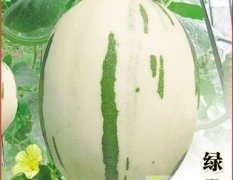2015莘县甜瓜今年价格有看点