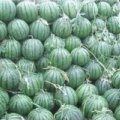 河南开封县花皮无籽西瓜著名品牌