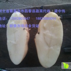 河北昌黎早大白土豆品质优良