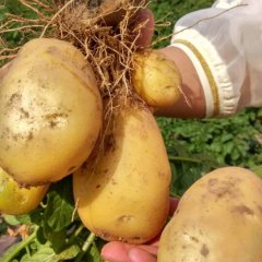 2015莘县土豆值得出手