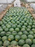 2015澄城西瓜抓住商机无限