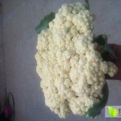 江苏沛县白面青梗松花菜菜花随行就市