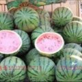 2016夏邑西瓜再不来就没机会了！
