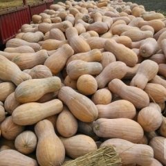 湖北嘉鱼早熟南瓜火爆招商中