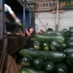 2015郯城冬瓜收购工作全面开展