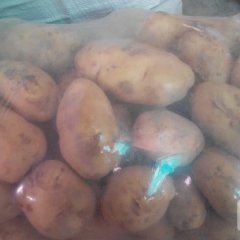 惠民十五.雪川土豆大量上市