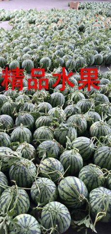 8424西瓜价格