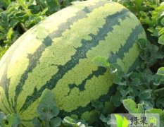 2015汉川中洲大量丰抗88长花瓜供应段冬