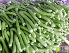 2015青州其他蔬菜今年价格有看点