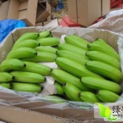 龙州基地香蕉大量供应