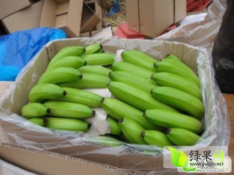 2015年广西龙州威廉斯价格