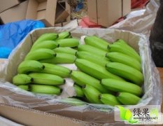龙州基地香蕉大量供应