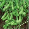 2018年山东郯城毛豆角价格