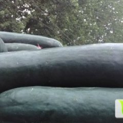 2015清苑冬瓜收购工作全面开展