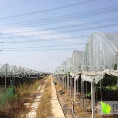 浙江慈溪新浦6月巨峰葡萄开始采摘