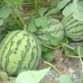 谯城张店王伟5月8424西瓜