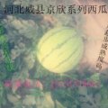 2015威县西瓜抓住商机无限