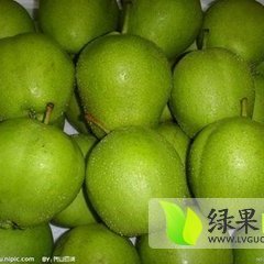 2015大荔梨俏销大江南北