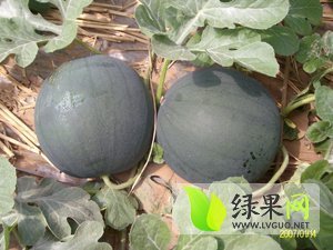 大荔西瓜品质优良,安仁张永超诚信合作
