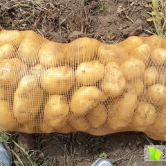 2015金乡土豆现在订货有惊喜