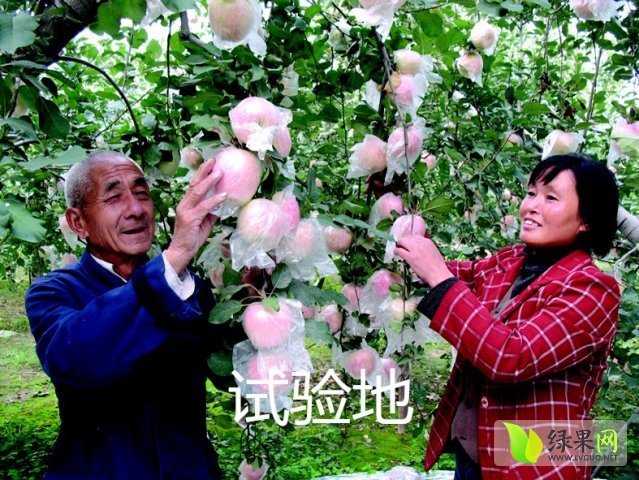 2015年山东冠县红苹果价格