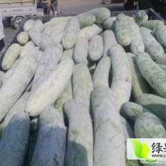 河南中牟棒子冬瓜品质优良