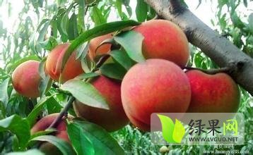 大荔蜜桃价格行情平稳,范家严军超诚信合作