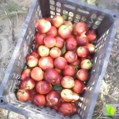 2015临猗油桃现在订货有惊喜