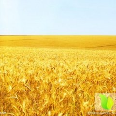 通许小麦著名品种诚信合作