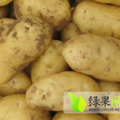 2015昌邑土豆价格波动不大