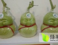 人参果（甜瓜）火热销售中