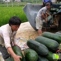 河北清苑大青皮冬瓜是名优特产