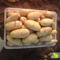 2015高密土豆今年价格有看点