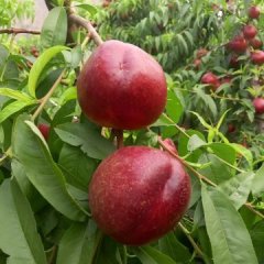 陕西大荔中油13油桃长势旺盛