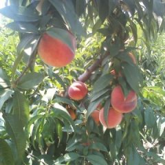 陕西大荔红不软桃蜜桃口感爽口