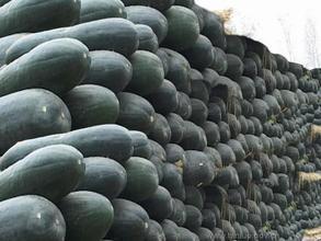 郯城冬瓜随行就市,红花岳崇潮诚信合作