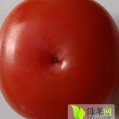 小方柿子（江苏盐城大丰）