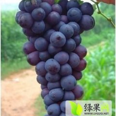 费县葡萄欢迎合作,薛庄徐龙华诚信合作
