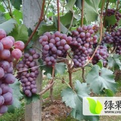 河北威县维多利亚葡萄大量上市