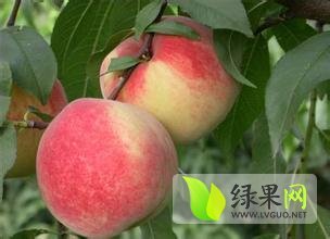 大荔范家军超6月秦王桃蜜桃
