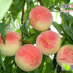 安丘管公席先生7月仓方早生蜜桃