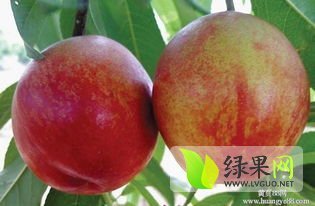 费县油桃著名品牌,上冶许绍华诚信合作