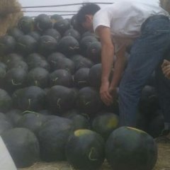 蒲城西瓜名优产品,春林李忠诚信合作