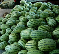 大荔西瓜是名优特产,羌白马云龙诚信合作