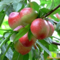 陕西大荔中油12号油桃火爆招商中