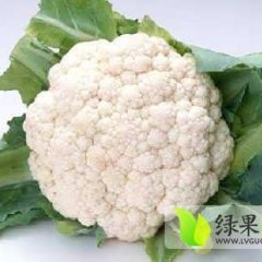 太谷菜花随行就市小常杨建诚信合作